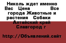 Николь ждет именно Вас › Цена ­ 25 000 - Все города Животные и растения » Собаки   . Алтайский край,Славгород г.
